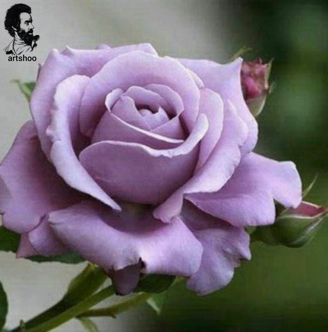 گل اورژینال رنگ روغن